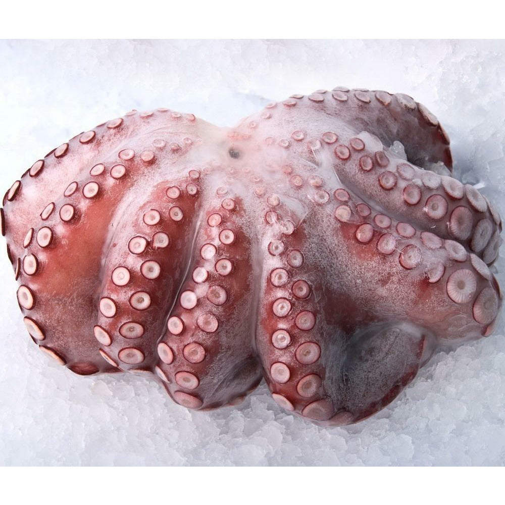 Canosa Frozen Octopus £18.50/kg - Ace Market